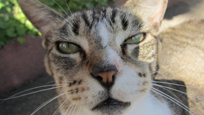 Buddy, Up Close and Personal