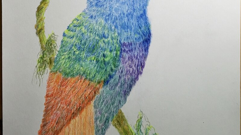 Bird 