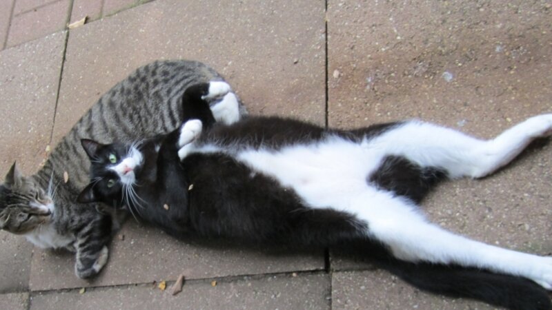 Buddy-Pillow, Charlie-Stretched