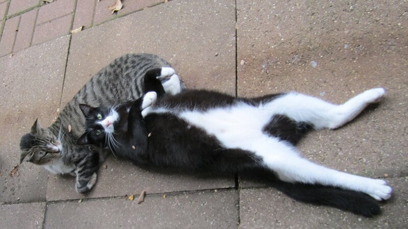 Buddy-Pillow, Charlie-Stretched