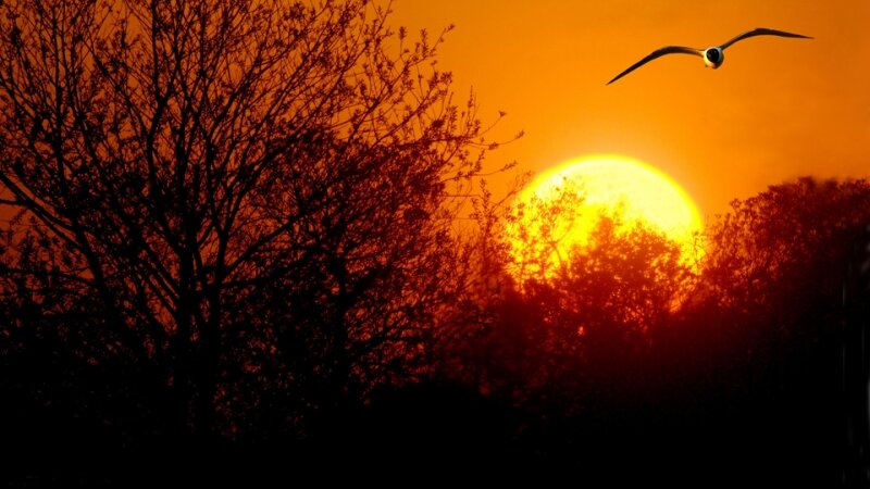 Seagull near sunset-Assateague Island