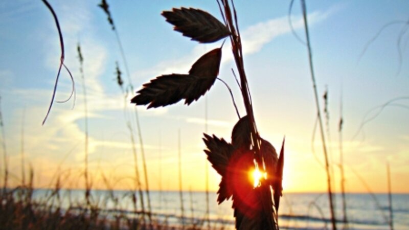 Sea Oats