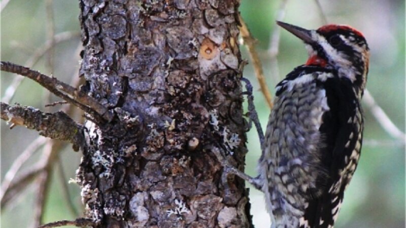 Juvenile Yellow-bellied Sapsucker