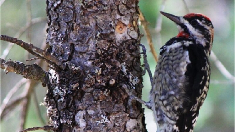 Juvenile Yellow-bellied Sapsucker