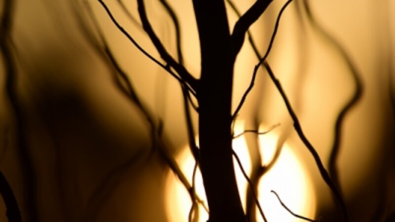 Setting sun through trees