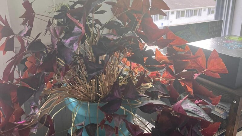 A large purple Oxalice plant sits in a sunny window