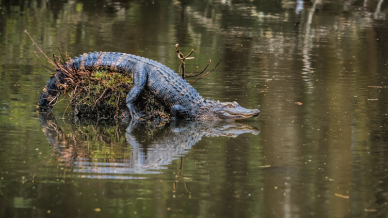 alligator reflections