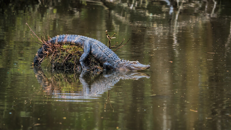 alligator reflections