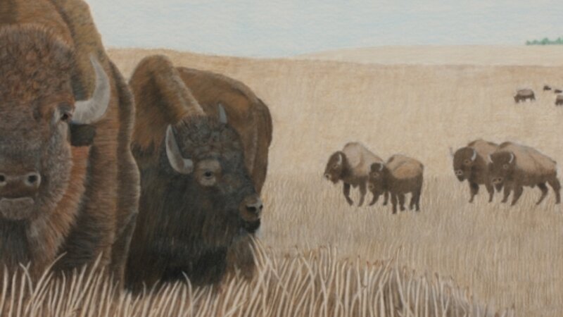 American Bison