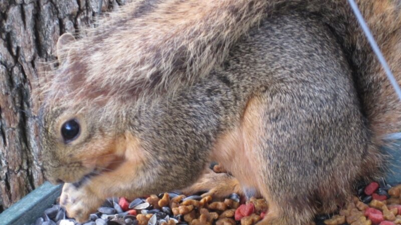 Squirrel Enjoying Breakfast In The Birds' Hanging Tray