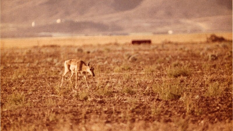 Idaho Antelope