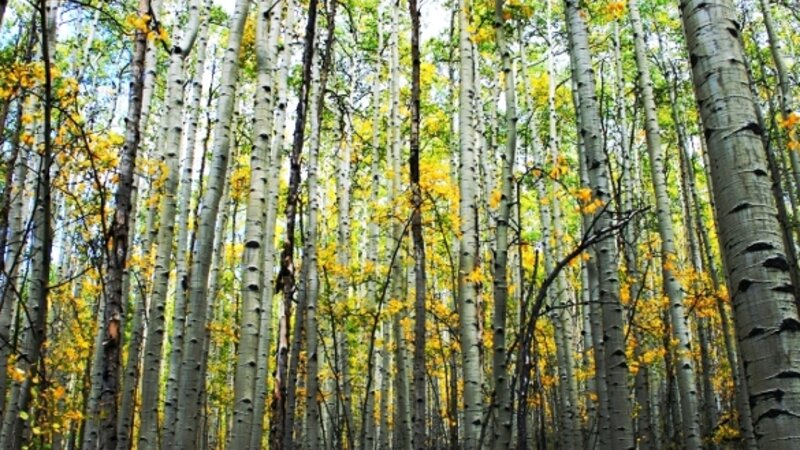 Aspen Grove