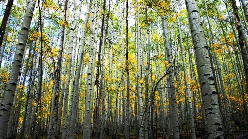Aspen Grove
