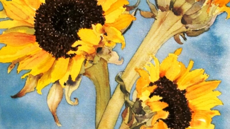 Sunflowers
