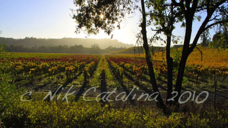 November Vineyard