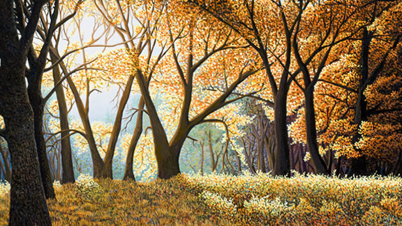 Autumn Canopy