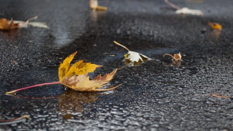 Autumn Rain