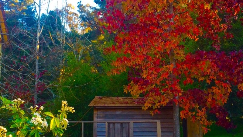 Warm tones quietly fall, bathed in rich beauty, the earth silently smiles..