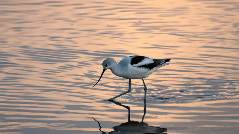 A lone avocet at dawn