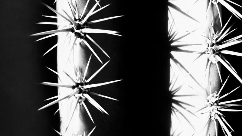 Saguaro Cactus Ribs and Thorns