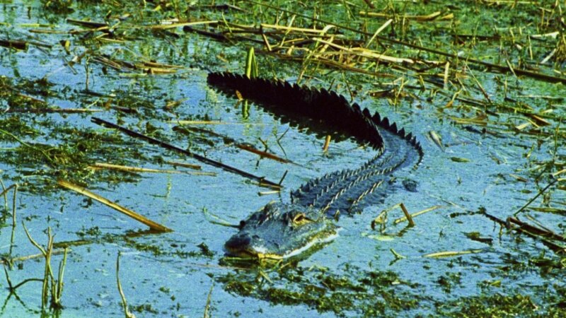 Alligator