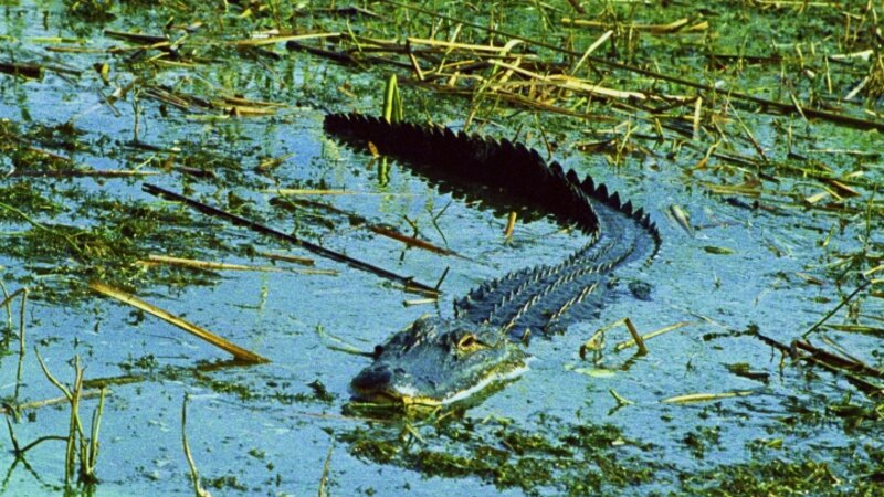 Alligator