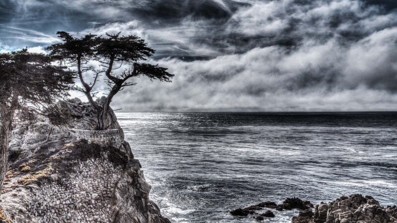 Iconic Pebble Beach Tree
