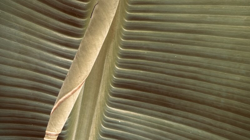 Photograph of banana leaf, August, 2025.