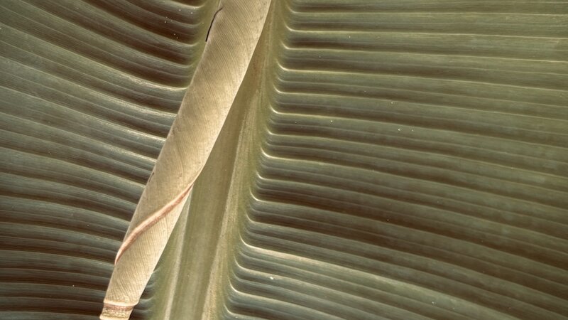 Photograph of banana leaf, August, 2025.