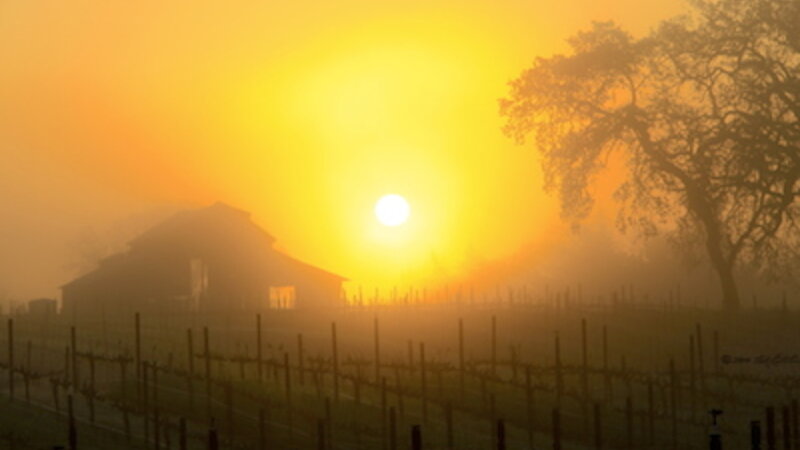 Vineyard Barn Sunrise
