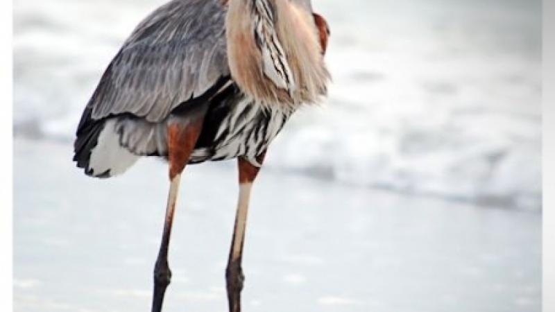 Feathers at the Beach