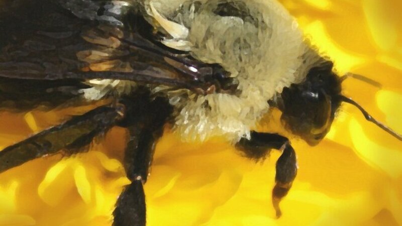 Bumble Bee