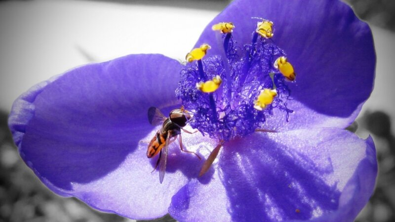 Bee on a flower