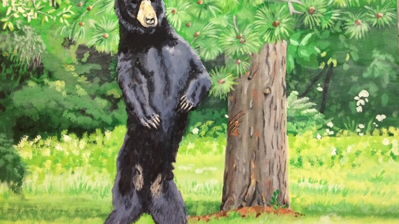 Black Bear