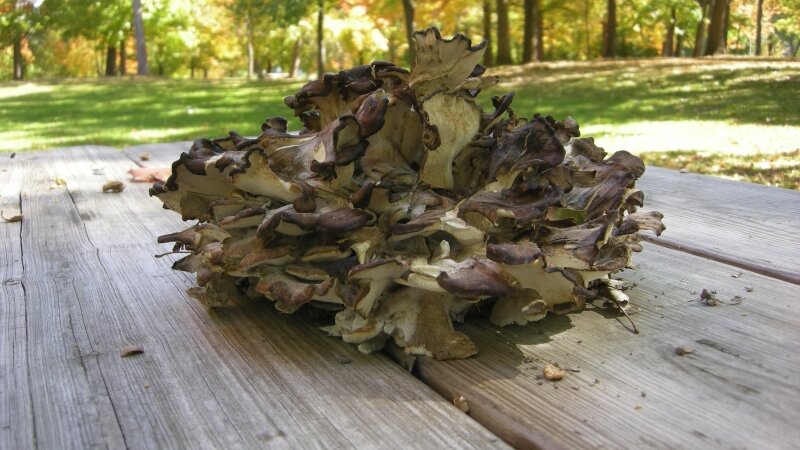 Black staining polypore mushroom.