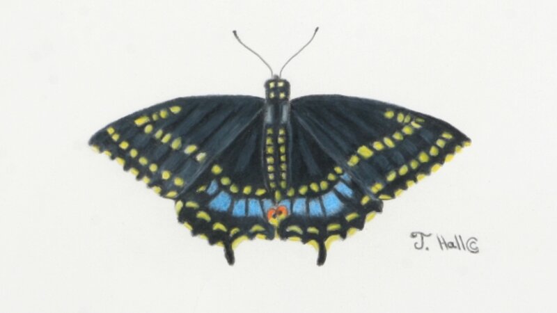 Black Swallowtail Butterfly