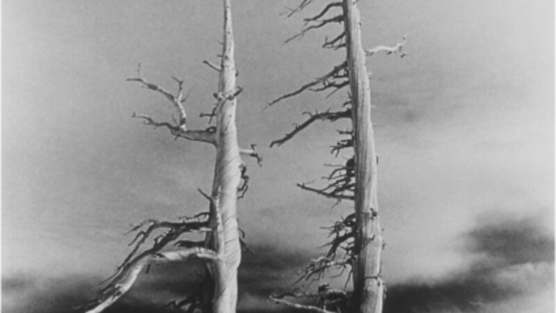 Wind-sculpted trees, Desolation Valley Wilderness, Lake Tahoe 