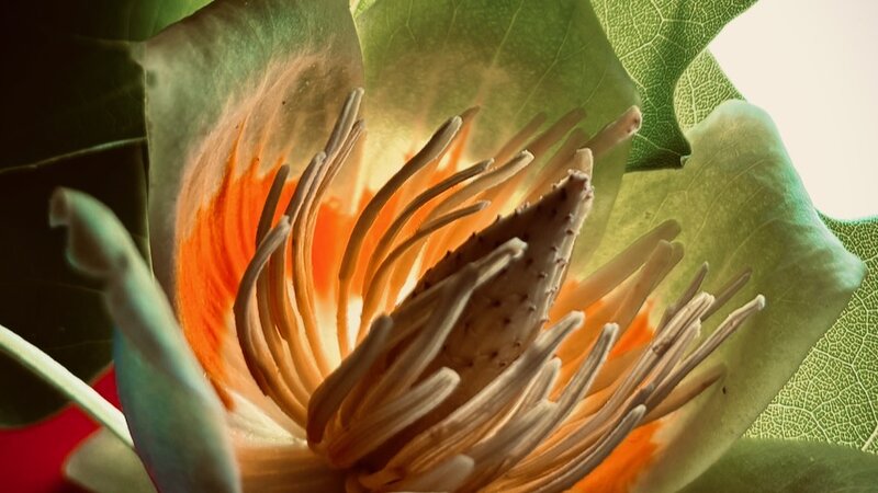 Photograph of blossom, April 20, 2025.