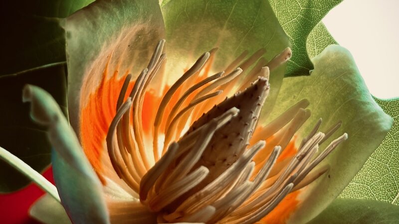 Photograph of blossom, April 20, 2025.