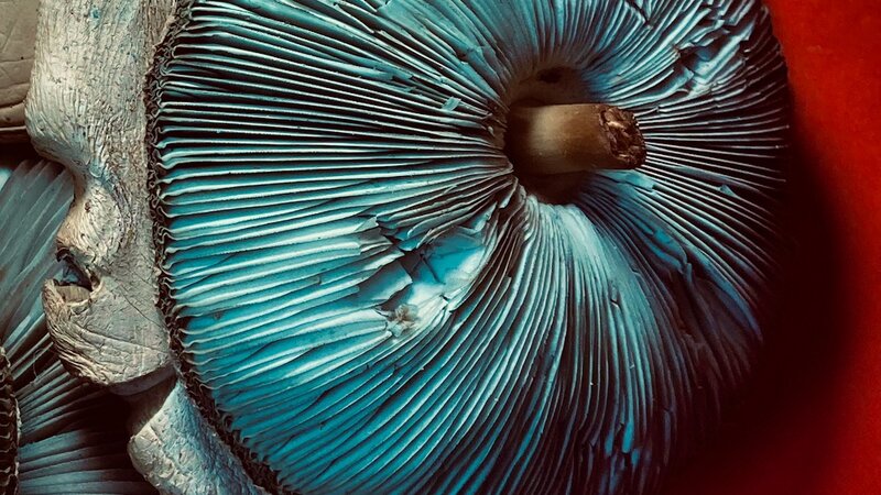 Photo of wild mushrooms on red backdrop with LED illumination