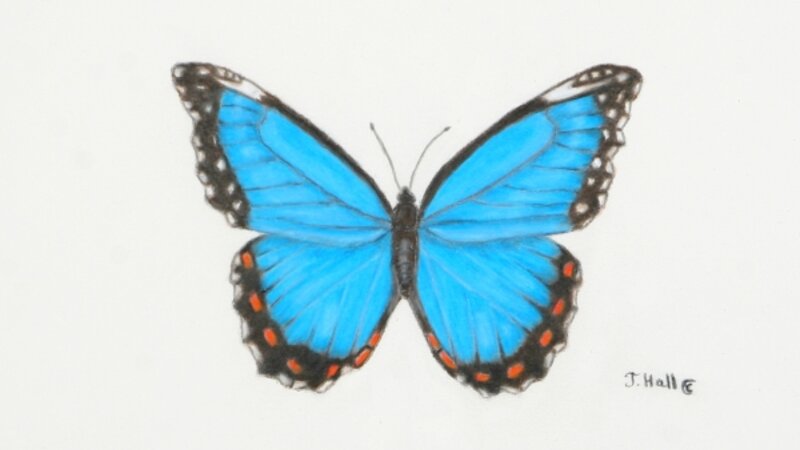 Blue Morpho Butterfly
