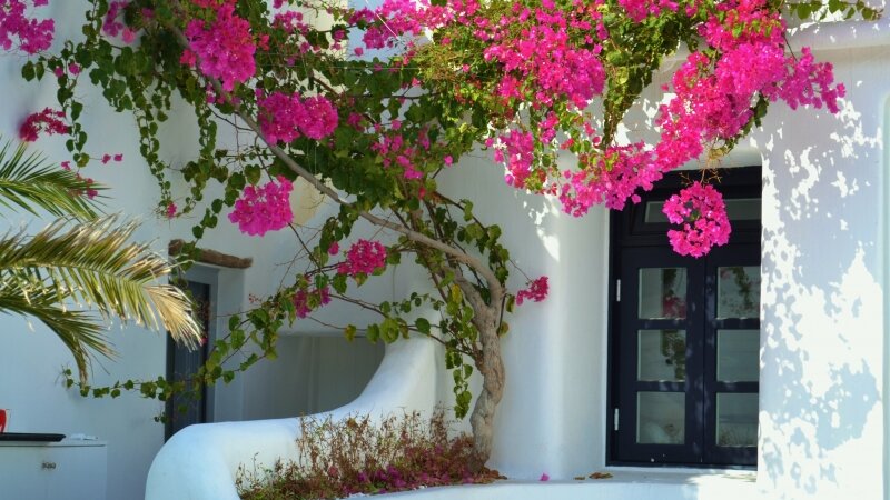 Bouginvilla
