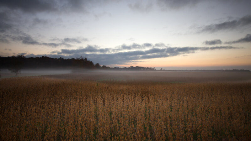 Fog Over Soybeans
