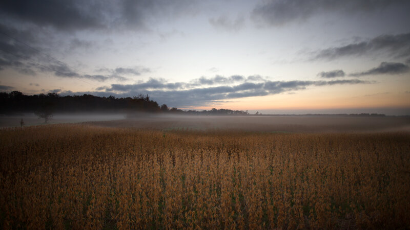 Fog Over Soybeans