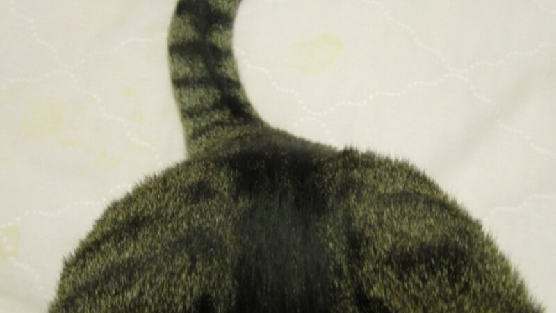 Buddy Cat's Happy Tail