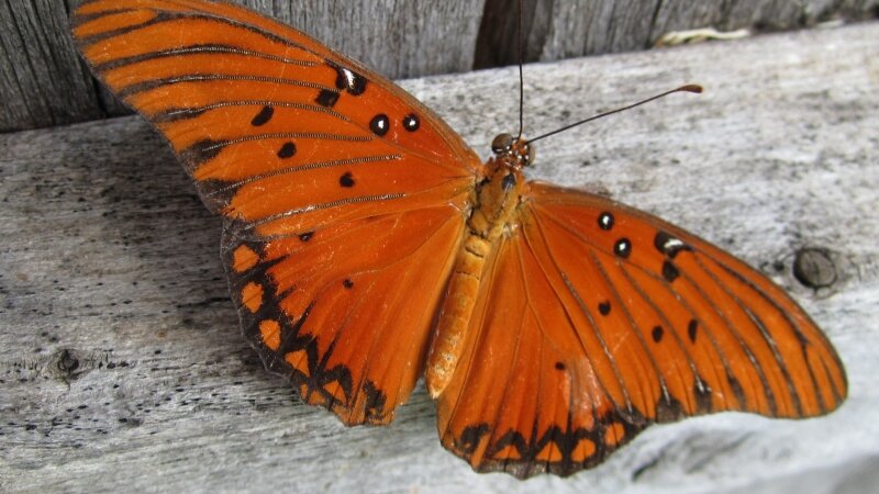 Butterfly Resting On Fence Rail
