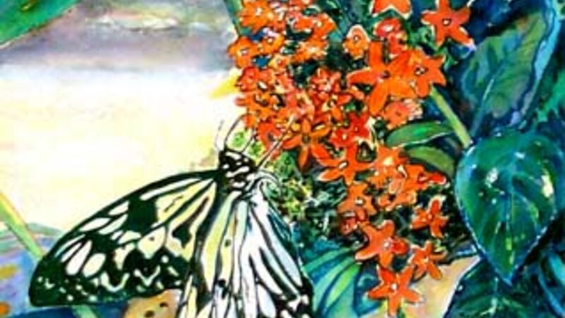 Butterfly at Mackinaw
