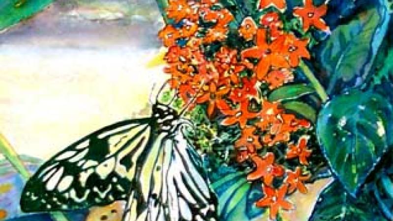 Butterfly at Mackinaw