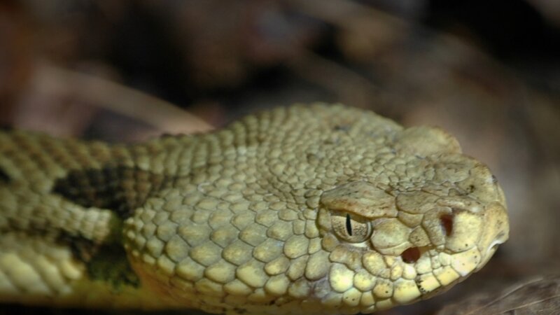 Timber rattlesnake