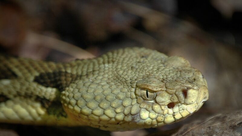 Timber rattlesnake